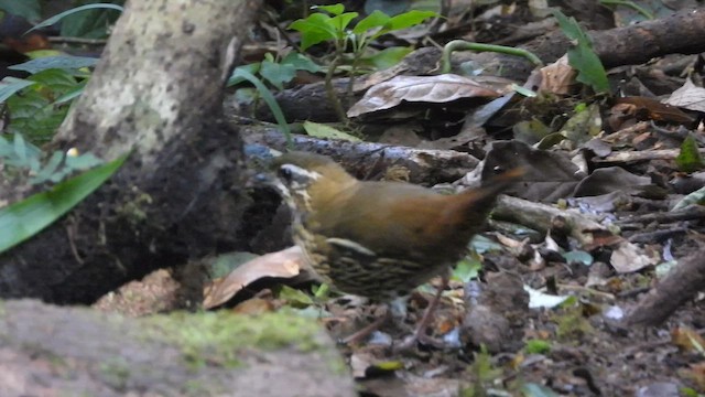 Rufous-tailed Antthrush - ML658010405