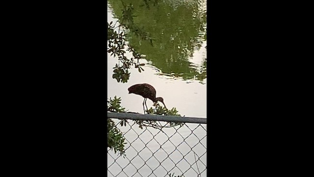 Limpkin (Speckled) - ML658011011