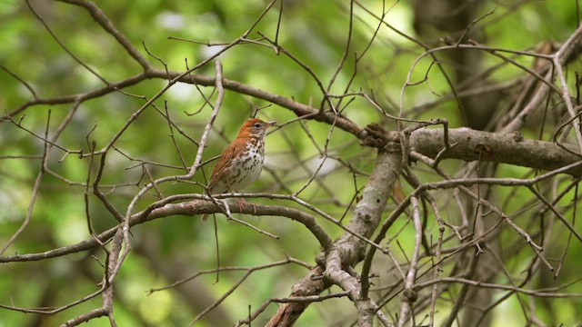 Wood Thrush - ML658011173