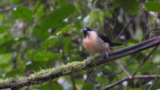 Black-goggled Tanager - ML658011248