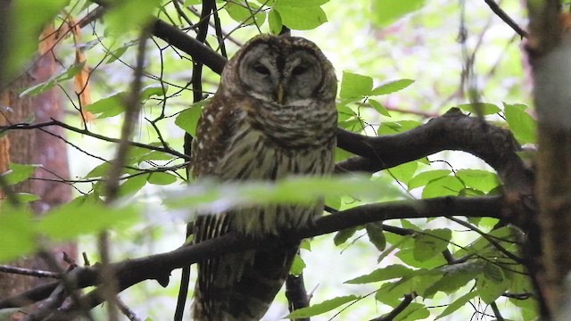 Barred Owl - ML658011530