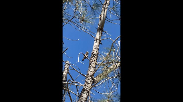 Northern Pygmy-Owl - ML658011815