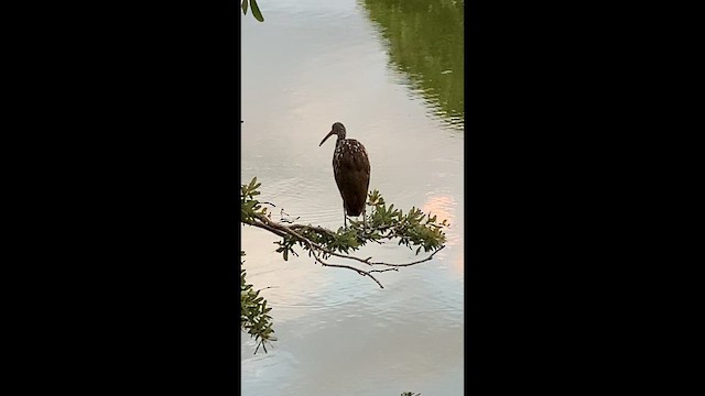 Limpkin (Speckled) - ML658011873