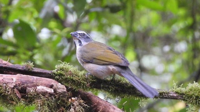 Green-winged Saltator - ML658012303