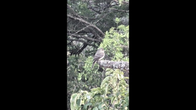 Yellow-bellied Flycatcher - ML658012363