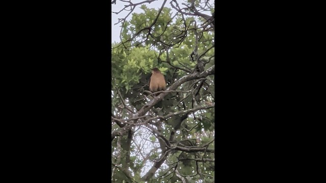 Clay-colored Thrush - ML658012613