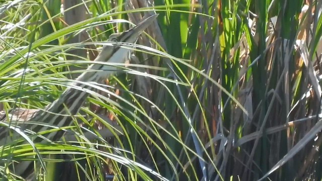 American Bittern - ML658012820