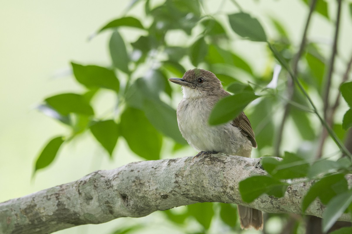 Terrestrial Brownbul - ML658012968