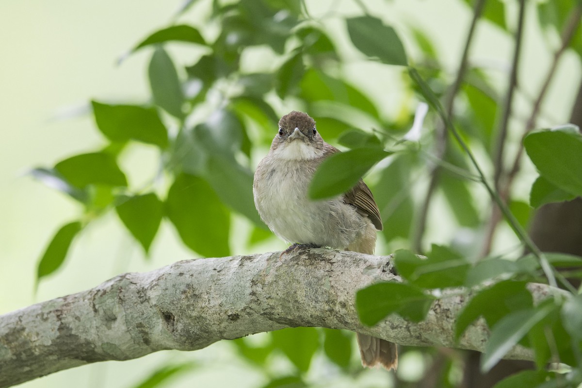 Terrestrial Brownbul - ML658012977
