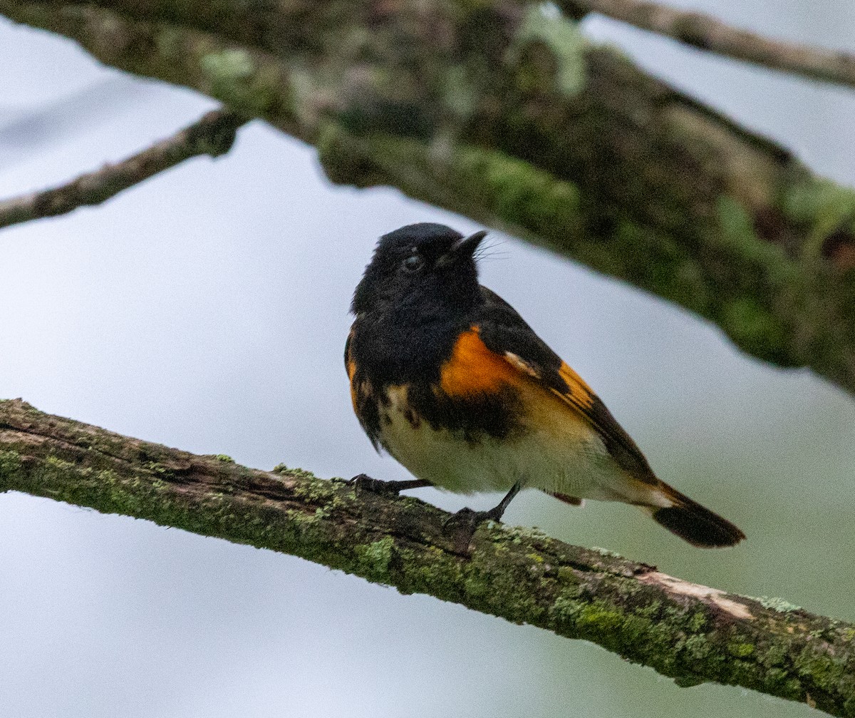 American Redstart - ML658013433