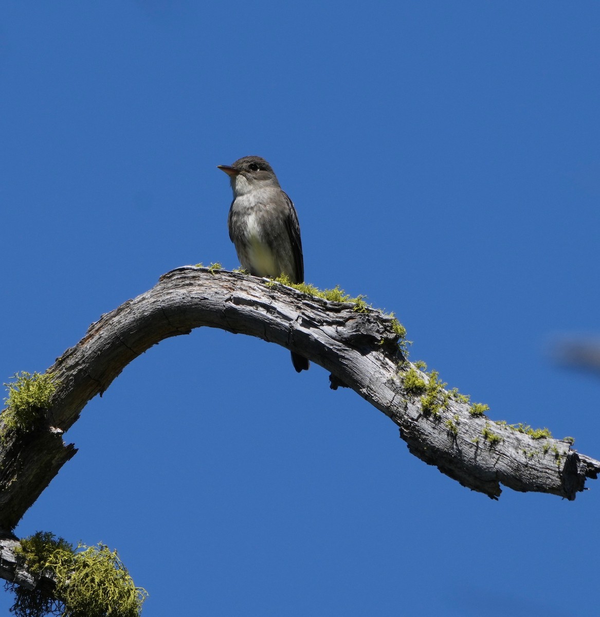 Olive-sided Flycatcher - ML658013653