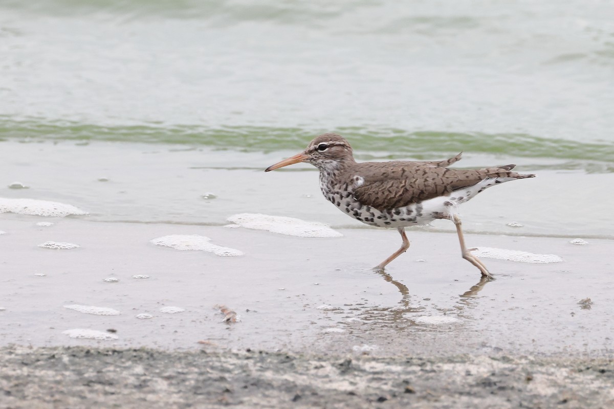 Spotted Sandpiper - ML658013660
