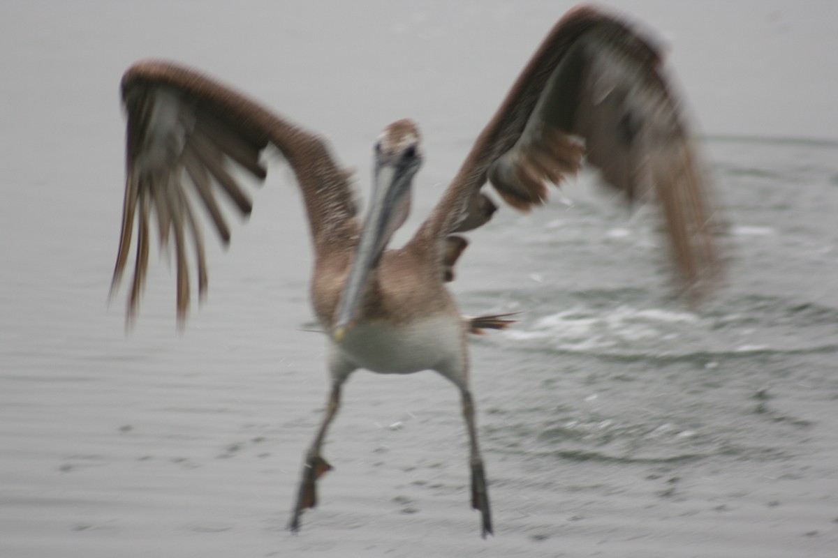 Brown Pelican - ML658013661