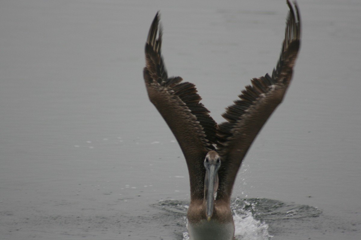 Brown Pelican - ML658013662