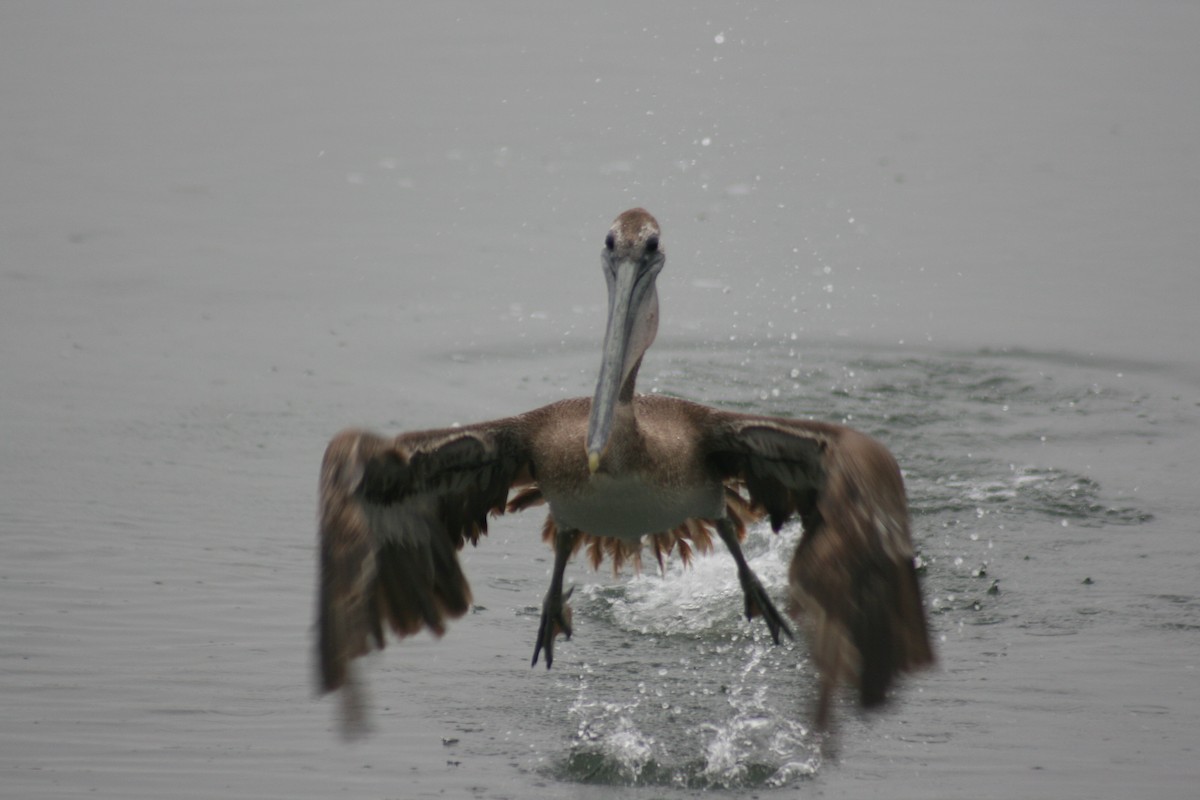 Brown Pelican - ML658013663