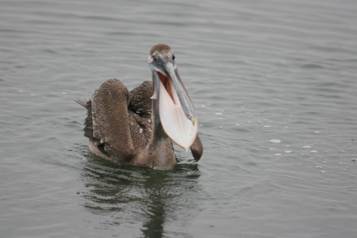Brown Pelican - ML658013664