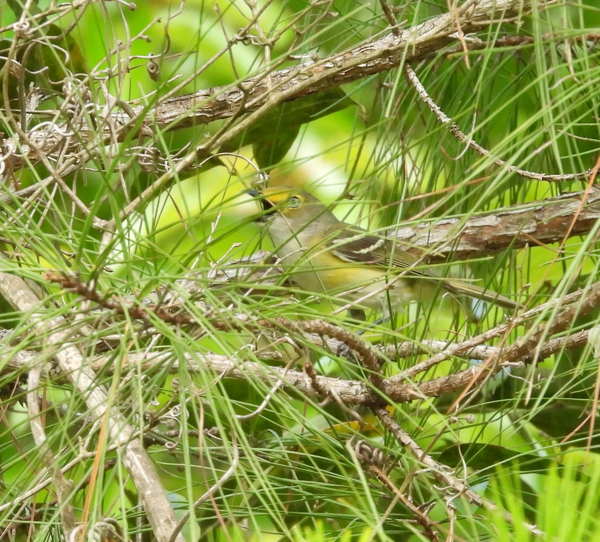 White-eyed Vireo - ML658013665