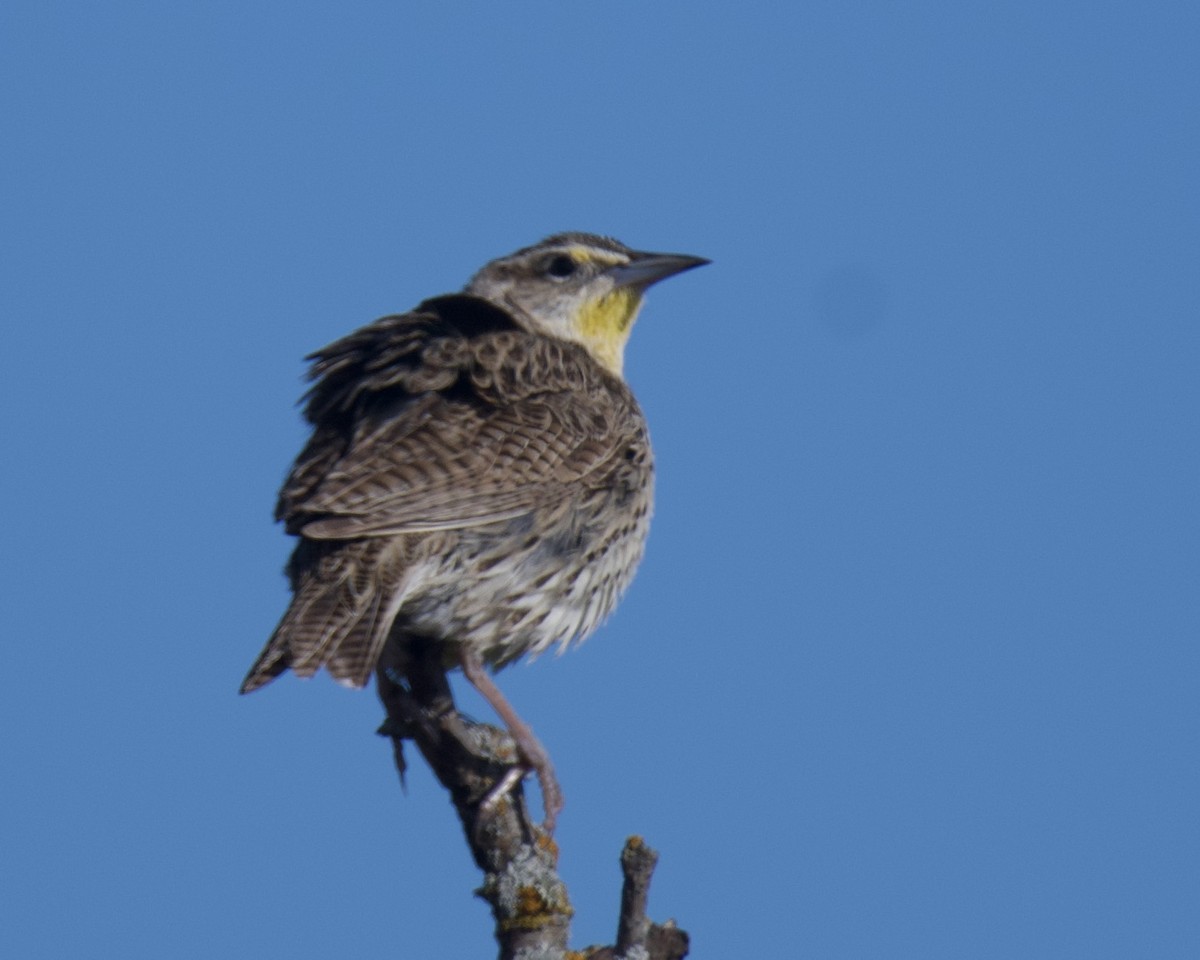 Western Meadowlark - ML658013666
