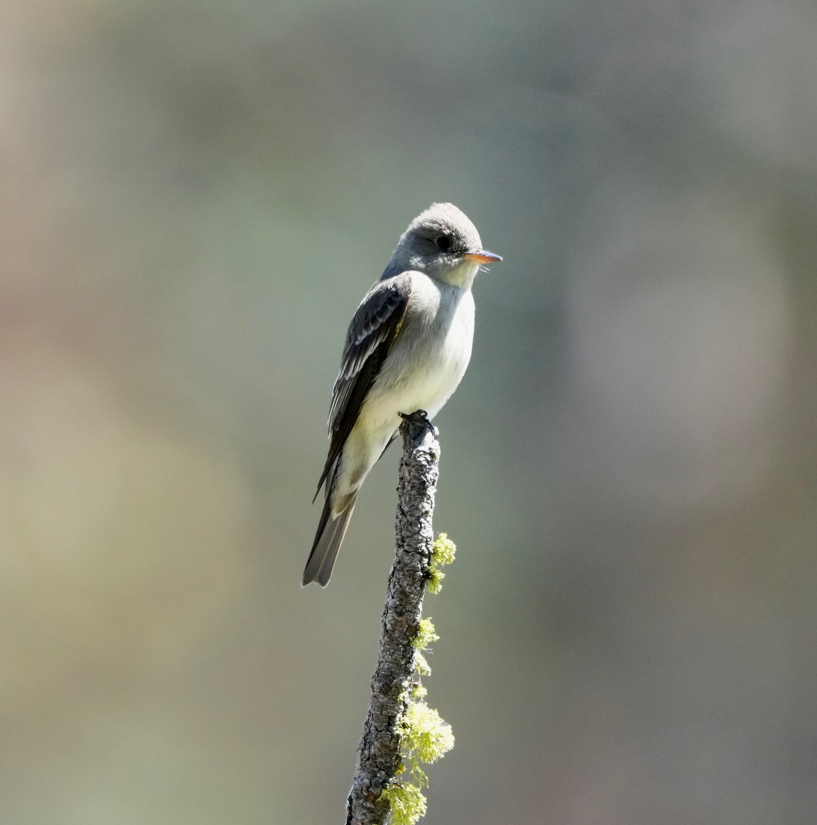 Western Wood-Pewee - ML658013668