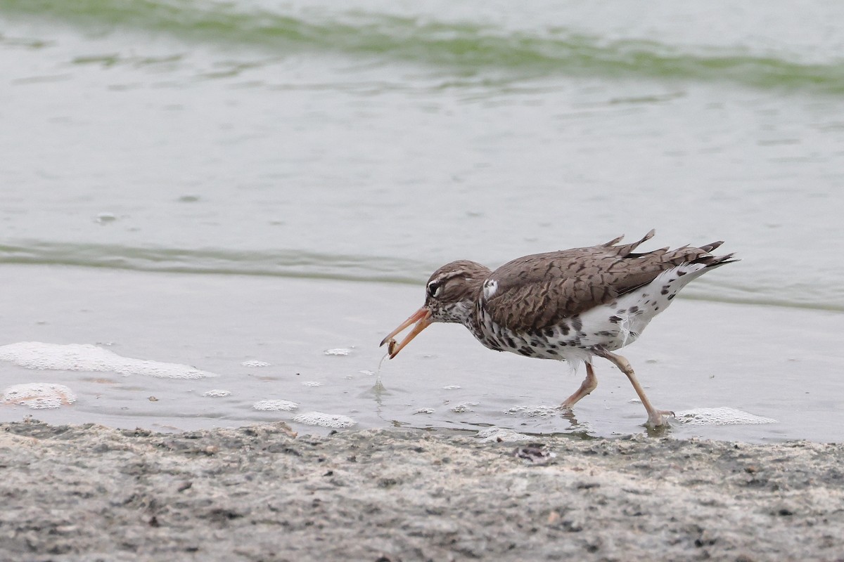 Spotted Sandpiper - ML658013674