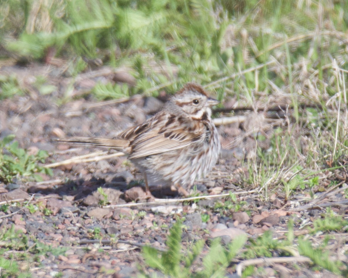 Song Sparrow - ML658013677