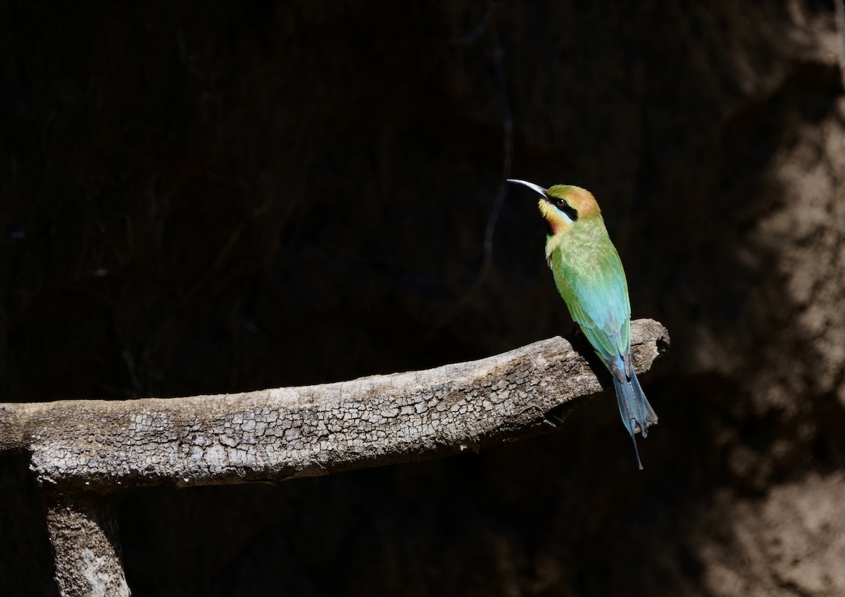 Rainbow Bee-eater - ML658013678