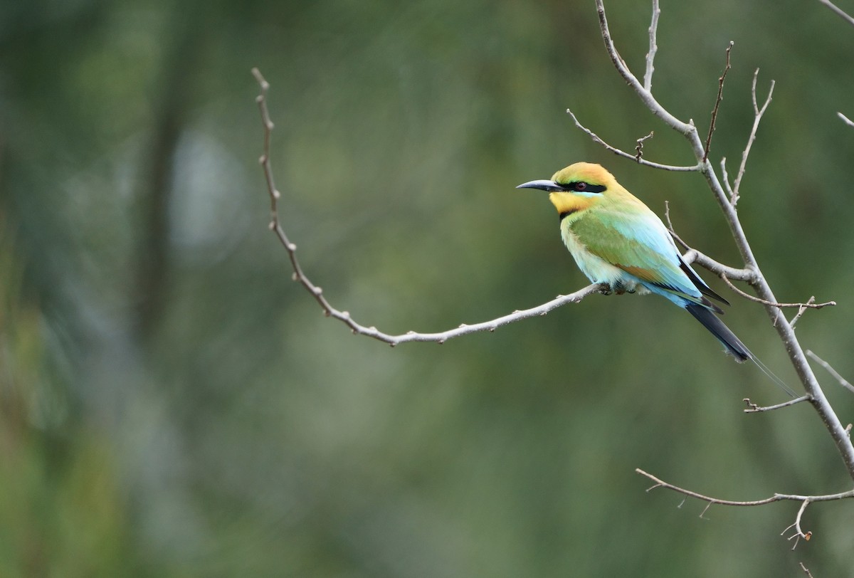 Rainbow Bee-eater - ML658013679