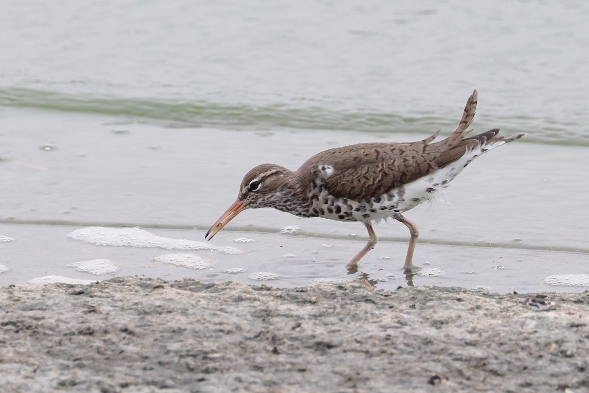 Spotted Sandpiper - ML658013682