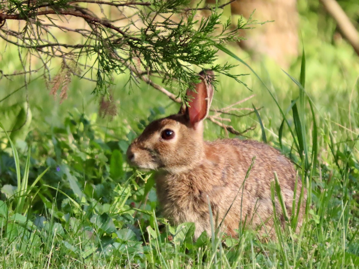 Animals - ML658013686