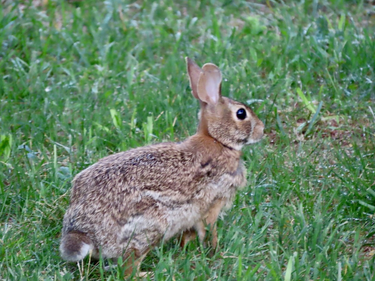 Animals - ML658013688