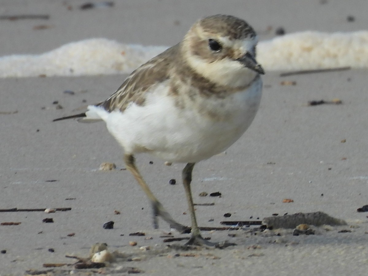 Double-banded Plover - ML658013689