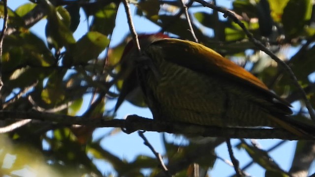 Golden-olive Woodpecker (Golden-olive) - ML658014363