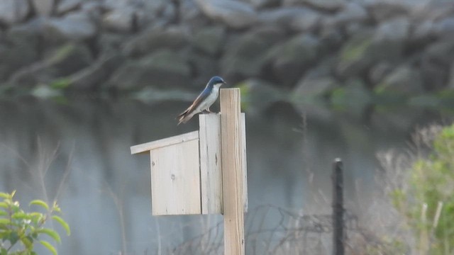 Tree Swallow - ML658014429