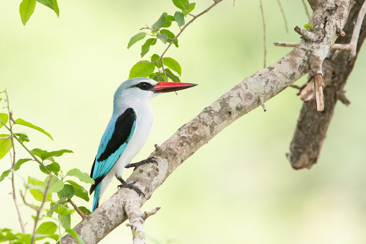Woodland Kingfisher - ML658014795