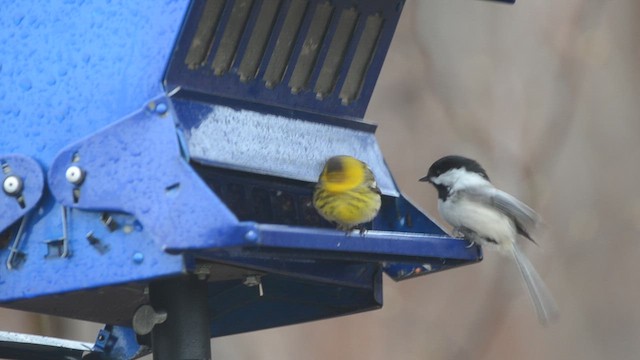 Cape May Warbler - ML658014798