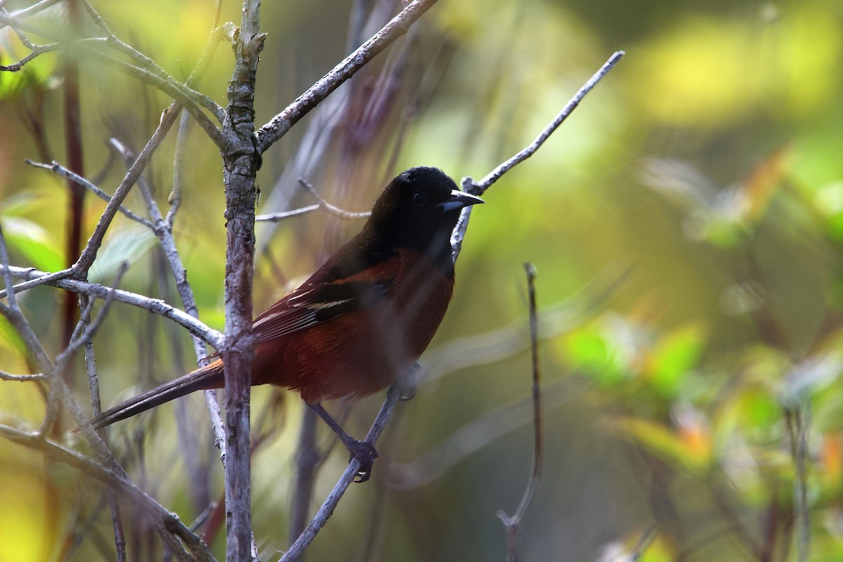 Orchard Oriole - ML658015566