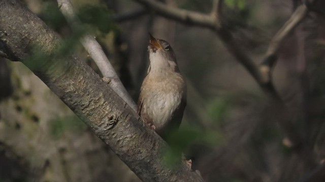 Northern House Wren - ML658015687