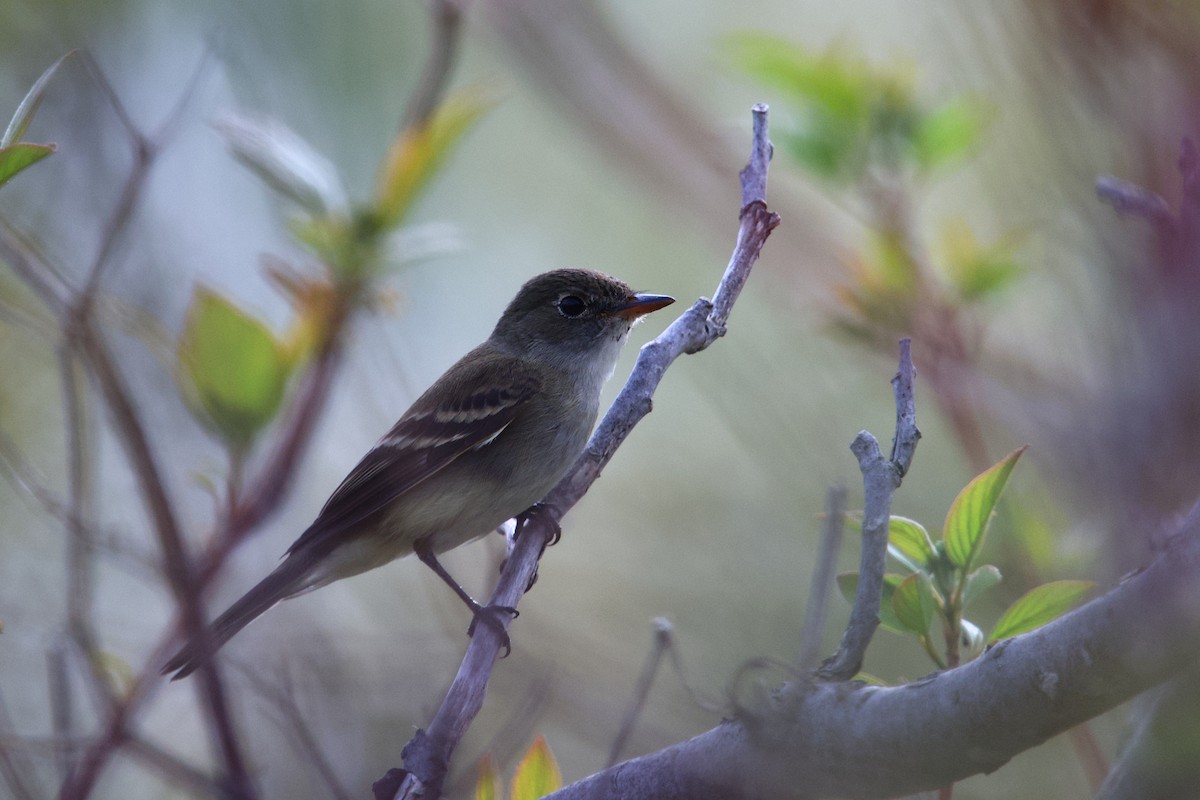 Alder Flycatcher - ML658015715