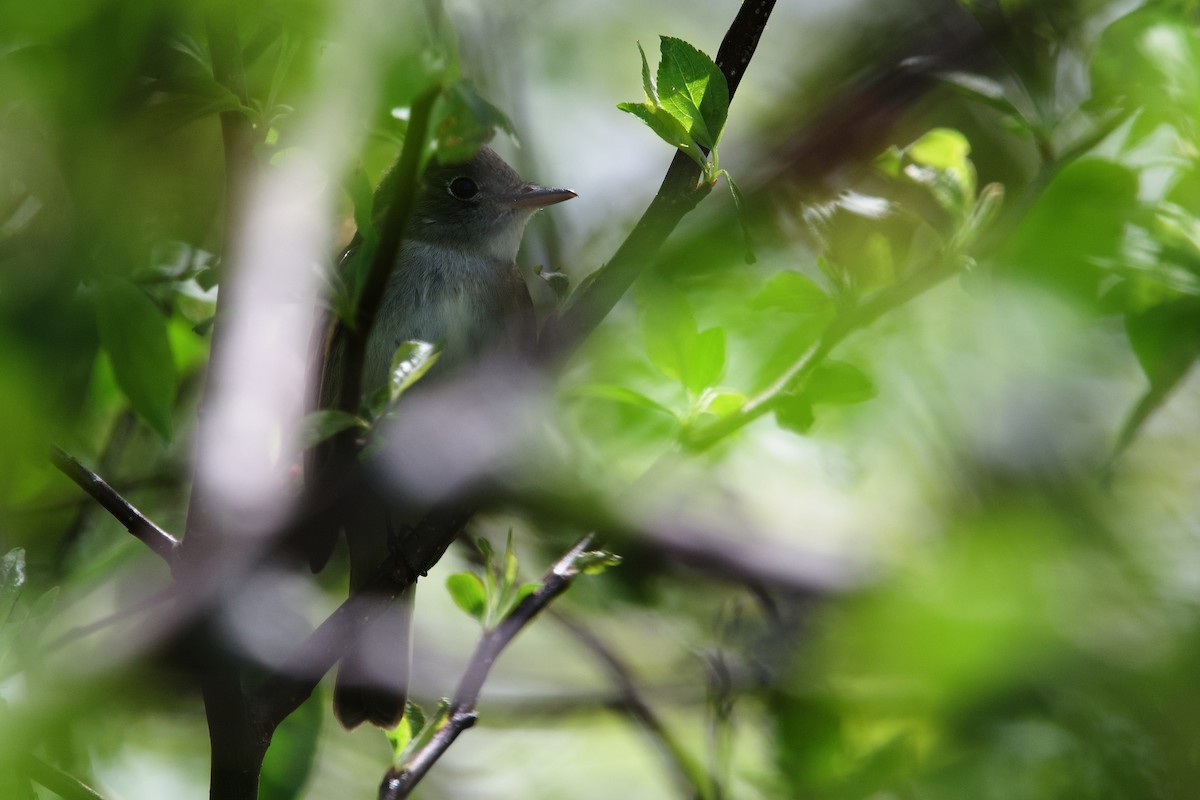 Alder Flycatcher - ML658015720