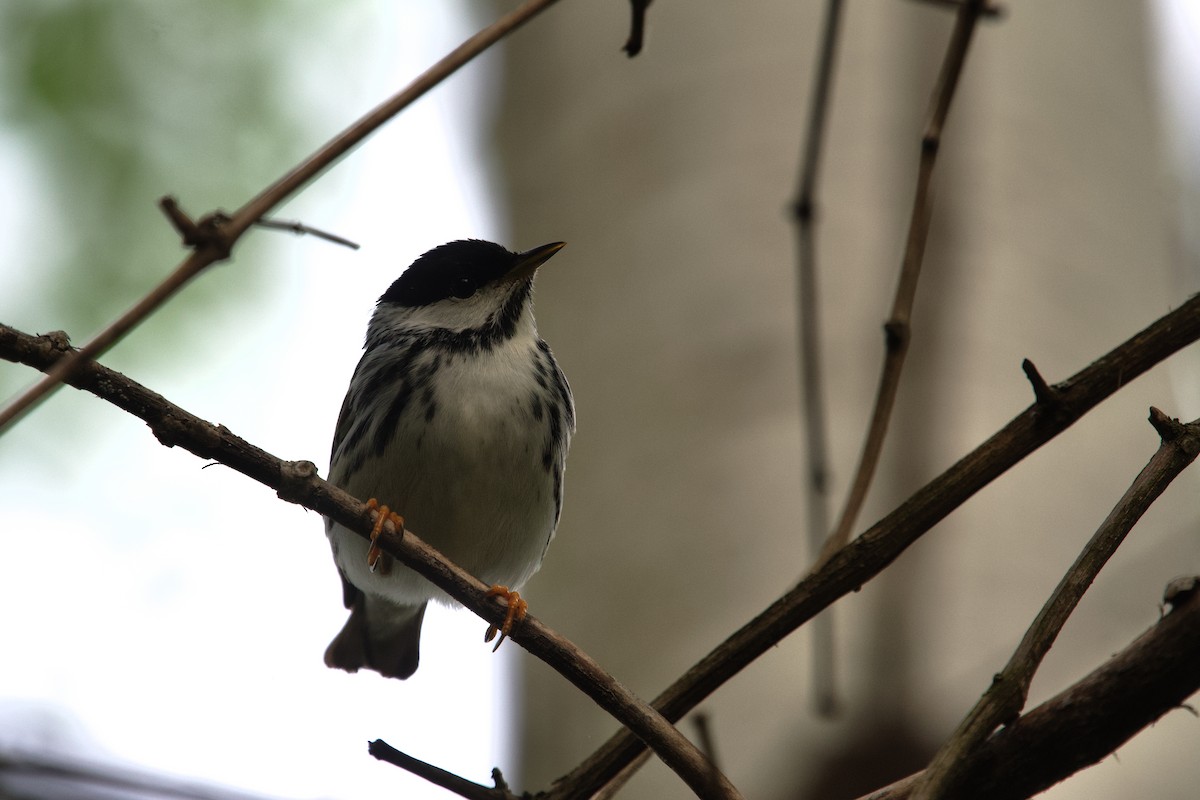 Blackpoll Warbler - ML658015874