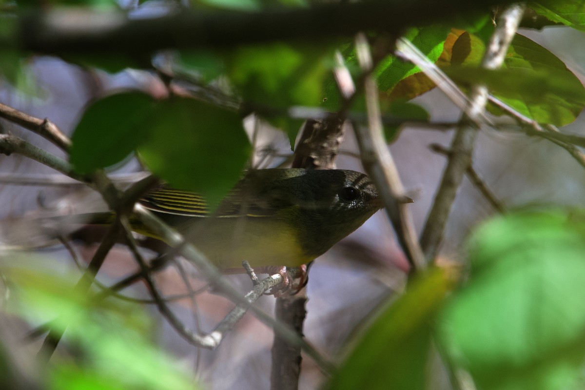 Mourning Warbler - ML658016090