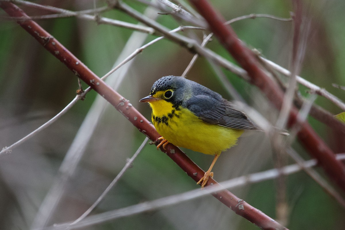 Canada Warbler - ML658016189