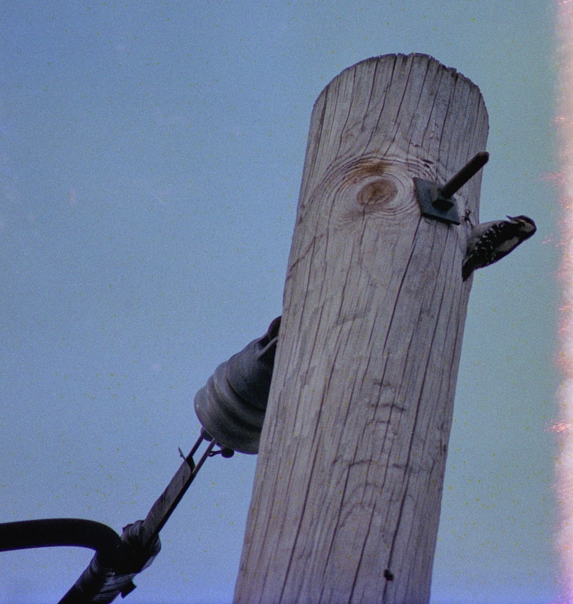 Downy Woodpecker - ML658016463