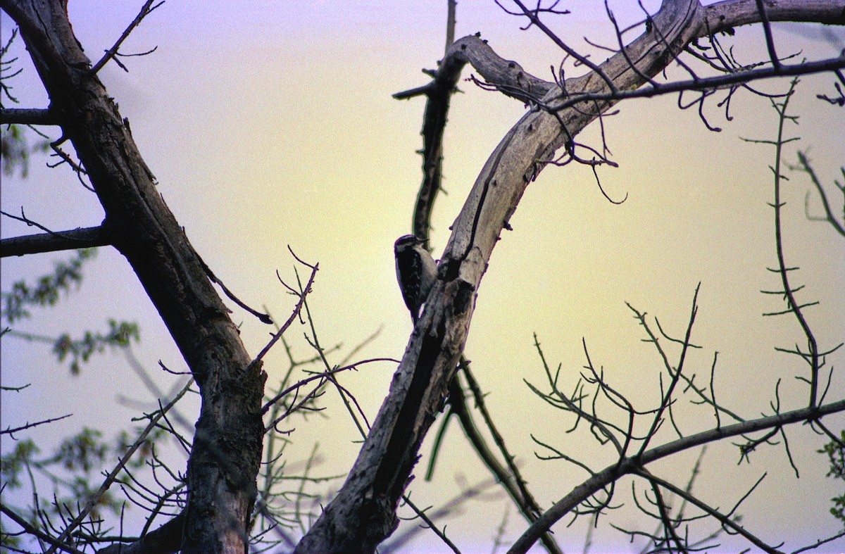 Downy Woodpecker - ML658016464