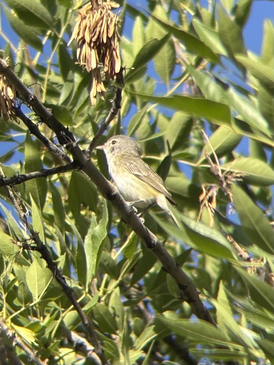 Bell's Vireo - ML658016568