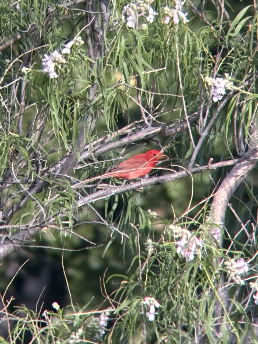 Summer Tanager - ML658016617