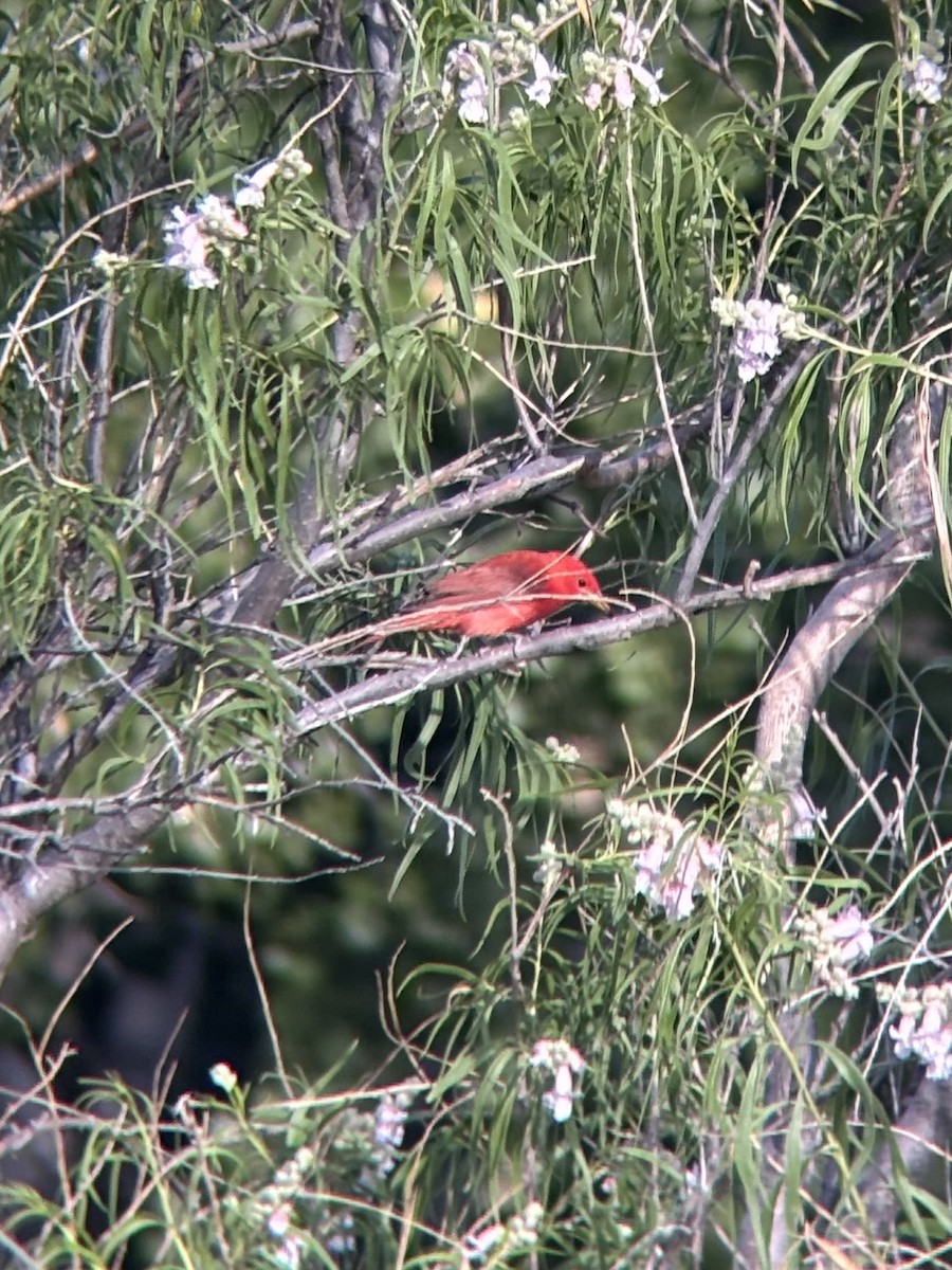 Summer Tanager - ML658016618