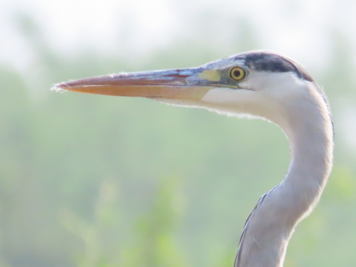Gray Heron - ML658016834