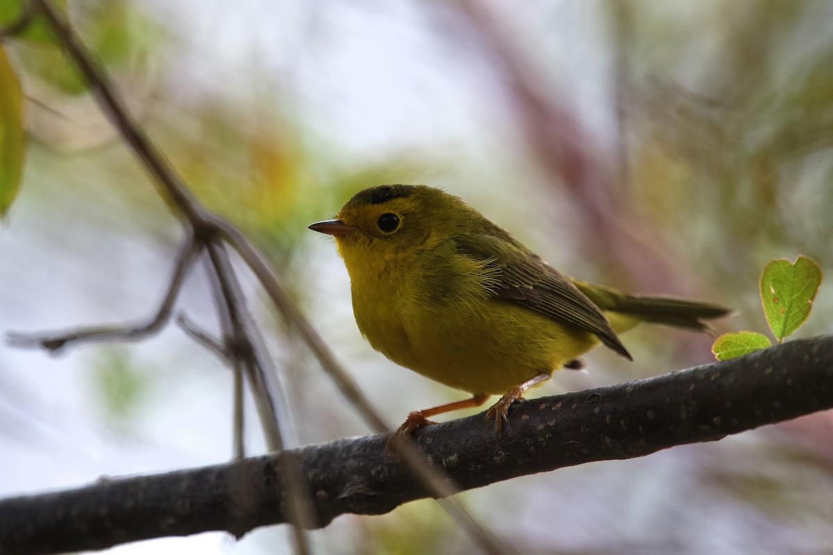 Wilson's Warbler - ML658016874