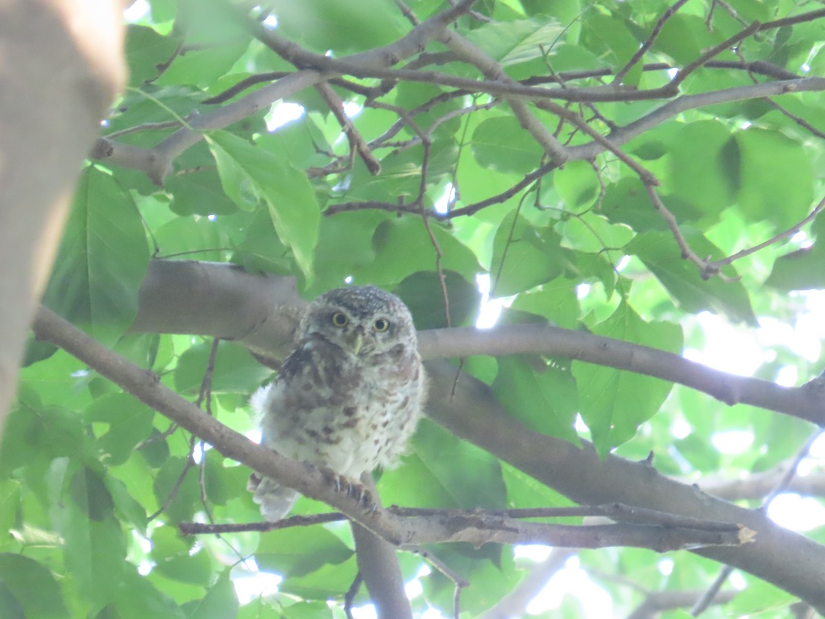Spotted Owlet - ML658016875